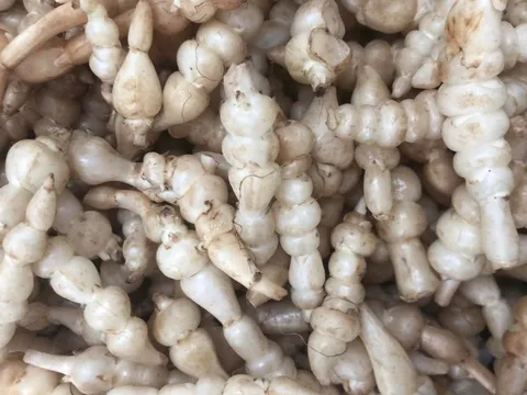 Loại củ trắng giống con sâu này, không những giàu dinh dưỡng, mà làm món ăn cũng rất giòn ngon ngọt và độc đáo