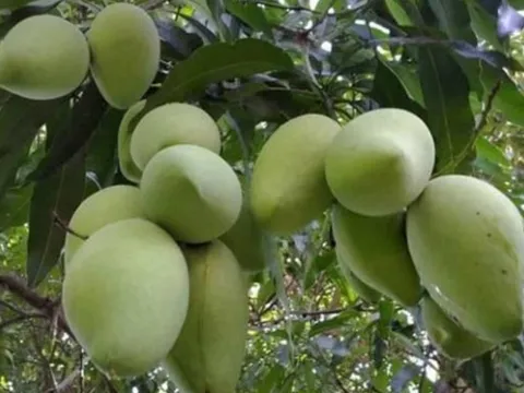 4 loại cây trồng trước nhà hút vượng khí, tụ tài lộc, gia chủ giàu nhanh như gió
