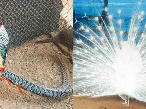 Anh nông dân Gia Lai nuôi chim quý: Hành trình nhận Huân chương và chia sẻ về những quy định 'không dễ'