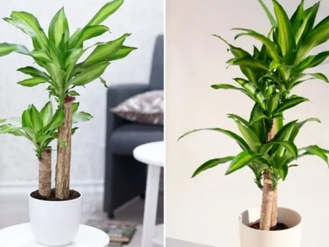 Người giàu thích đặt 5 loài cây này trước cửa, để phú quý, tài lộc và may mắn không ngừng chảy vào nhà