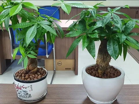 Dân văn phòng, trồng 5 loại cây cảnh phong thủy theo Mệnh để tụ tài, hút lộc, mang năng lượng tích cưhc