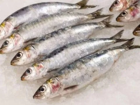 Loại cá tốt nhất thế giới, ở Việt Nam bán rẻ bất ngờ chỉ vài chục nghìn/kg