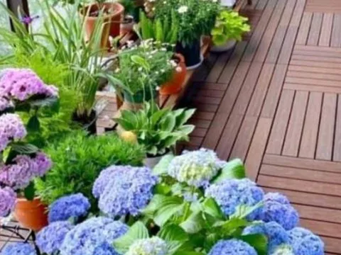 Xuất hiện 6 dấu hiệu phong thủy này, chứng tỏ nhà chung cư của bạn sắp hút vận may, gia chủ phát tài!