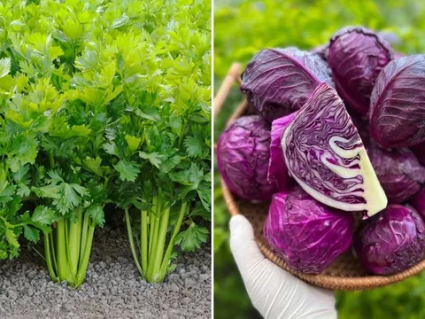 6 loại rau củ tính kiềm, ăn thường xuyên để dưỡng gan, thận, thải độc cho cơ thể