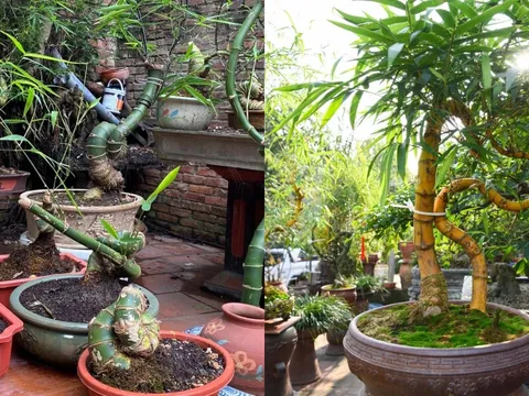 Từ luỹ tre đầu làng thành chậu cây bonsai: Giữ hồn quê, mang lại may mắn và tài lộc