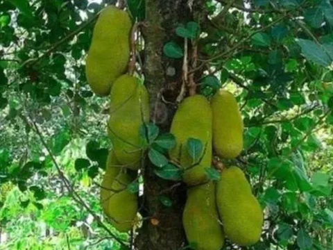4 loại cây trồng trước nhà hút tài lộc, giữ vượng khí, giúp gia chủ giàu sang phất lên như diều gặp gió