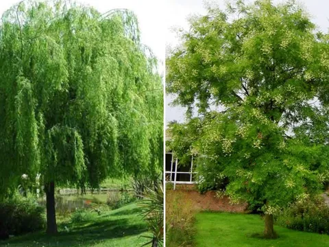 Âm thịnh dương suy: Trong nhà trồng 4 cây này, vận may - tài lộc tụt dốc không phanh
