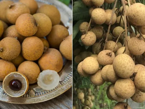 Mẹo bảo quản nhãn, để cả tuần vẫn tươi ngon, mọng nước như vừa hái