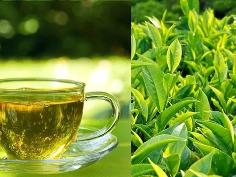 Đừng tưởng uống trà xanh là thần dược: 8 nhóm người này tuyệt đối đừng đụng vào