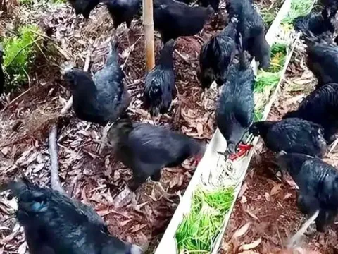 Trắng tay vì ly hôn, trở thành triệu phú nhờ nuôi Gà đen