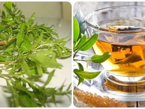 Uống nước lá đinh lăng cực tốt với 3 người này, đừng bỏ phí!