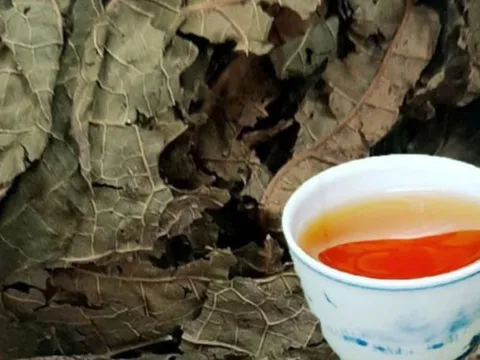 Uống nước lá đu đủ cực hại với 5 người này, hãy tránh xa!