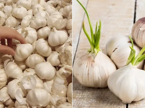 Vì sao tỏi trong siêu thị không bị mọc mầm, vừa mua về nhà mầm đã lên ầm ầm?