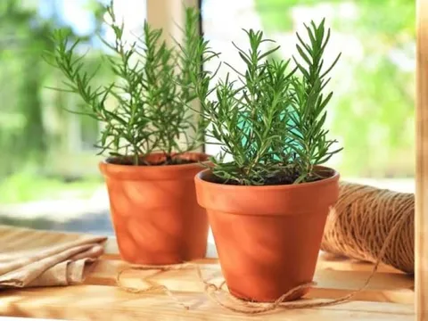 Trồng 3 loại cây cảnh này trong nhà, giúp không gian nhà bạn lúc nào cũng thơm mát, sảng khoái