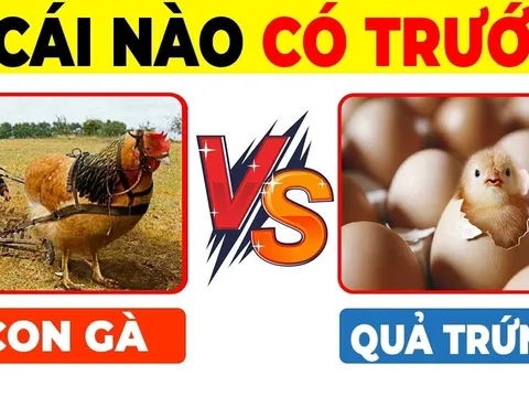 Quả trứng có trước hay con gà có trước: Đã tìm ra đáp án chính xác