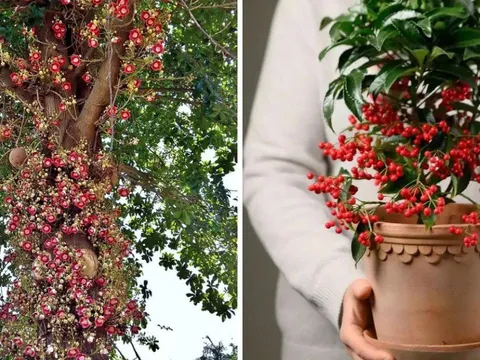 Cổ nhân dặn: “Nhà có 2 cây cảnh này, không giàu sang cũng được ban phước lành", nhà ai cũng nên có