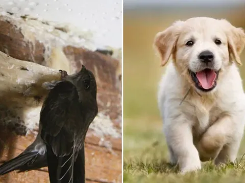 Điềm báo lộc bất tận hưởng: 5 con vật này vào nhà là tiền vào như nước
