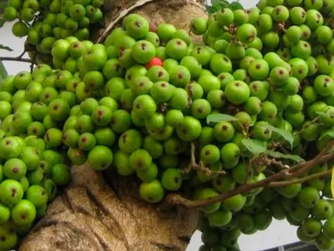 Loại quả giá vài nghìn được ví như 'tiên dược' là 'nhân sâm của người nghèo': 4 lý do nên ăn mỗi ngày