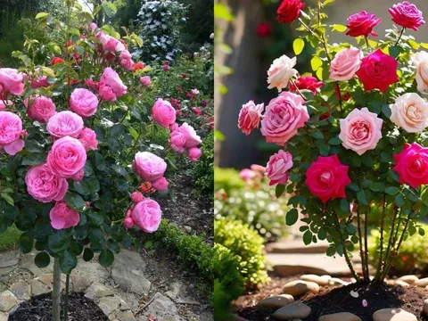 2 loại “gia vị nhà bếp” cực tốt cho cây hoa hồng nở hoa to, cánh dày và khỏe mạnh