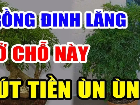 Cây Đinh Lăng trấn giữ của cải đừng trồng linh tinh: Đây chính là vị trí tốt nhất, ai không biết quá phí