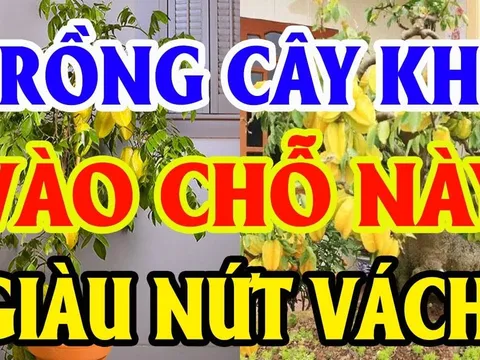 Cây Khế tượng trưng cho Kim Tiền đừng trồng linh tinh: Đây chính là vị trí tốt nhất, ai không biết quá tiếc