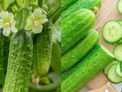 Dưa chuột bị đắng có độc không, có ăn được hay nên bỏ đi?