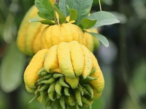 Người giàu mê trồng 5 loại cây này: Nhà nào có 1 cây cũng sung túc, phúc lộc đầy nhà
