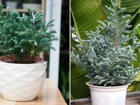 Phòng khách đặt 5 loại cây cảnh này, gia chủ Đắc Tài Đắc Lộc, tiền vào như nước