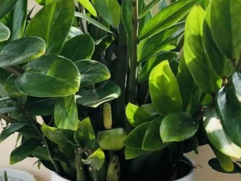 Tổ tiên chỉ dạy: Trong nhà có 9 cây như vòi rồng phun lộc, may mắn tiền tài tràn về không kịp hốt