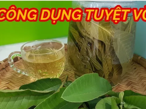 Cách nấu nước lá ổi: Vừa ngon lại bổ cho cả nam và nữ
