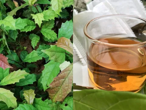 Uống nước lá xạ đen, cơ thể nhận được 3 lợi ích tuyệt vời này