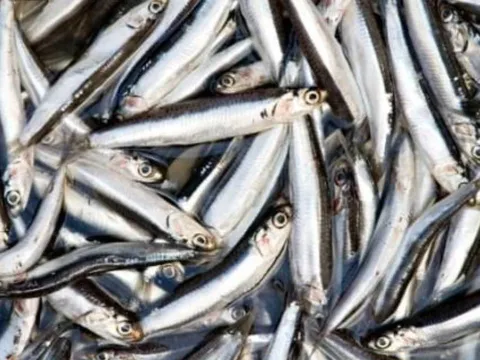 Loại cá giàu canxi gấp nhiều lần cá hồi, giá siêu rẻ, bán đầy chợ Việt