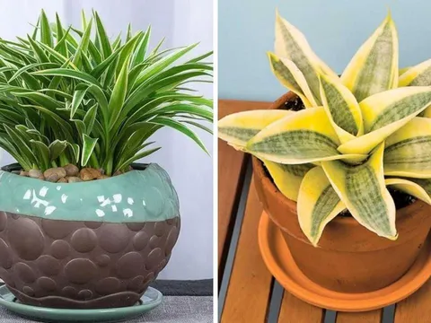 Ông bà xưa dặn: 4 loại cây cảnh “mạ vàng” nên trồng trong nhà trấn khí, tụ lộc đầy ắp", là cây gì?