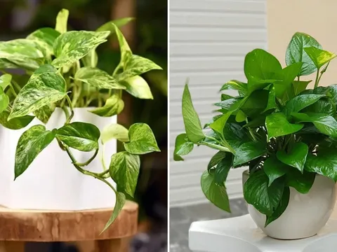 Tại sao trồng cây trầu bà trong nhà không tốt cho gia đình?