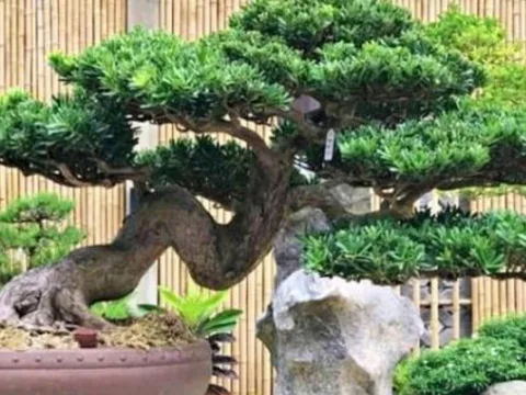 Loại cây từng bị người nghèo chê bai, nay được giới nhà giàu săn lùng vì trồng càng lâu càng sinh lộc
