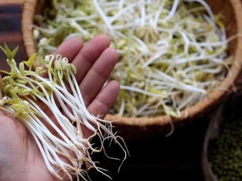 Mẹo chọn giá đỗ sạch, không lo ủ thuốc kích mầm