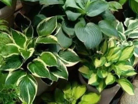 5 loài hoa đại kỵ trong nhà dương – chuyên gia khuyên nên bỏ ngay kẻo rước xui xẻo