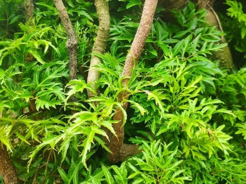 Nghe lời dặn của ông bà: Trồng cây đinh lăng trước nhà, vừa giữ lộc trong nhà, vừa bảo vệ gia chủ