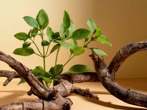 5 dấu hiệu cho biết, ngôi nhà của bạn đang vượng khí, hút tài lộc, bình an
