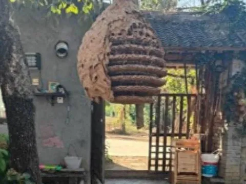 5 loài vật xuất hiện quanh nhà báo hiệu điềm xui, đừng vội mừng kẻo hối hận