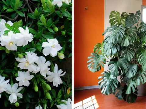"Hoa Âm không trồng nhà Dương": 5 loại cây cảnh càng tươi tốt người càng "héo úa" nên dọn ra khỏi nhà ngay
