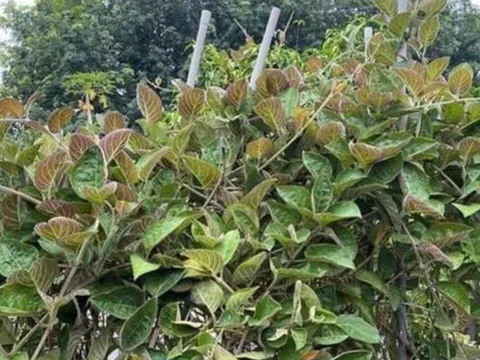 Loại rau dại từng mọc bờ bụi, ăn với thịt chó: Giờ thành đặc sản 50.000đ/kg, muốn mua phải đặt trước