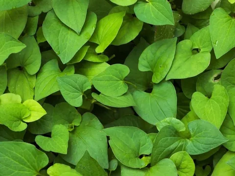 Những người không nên ăn rau diếp cá