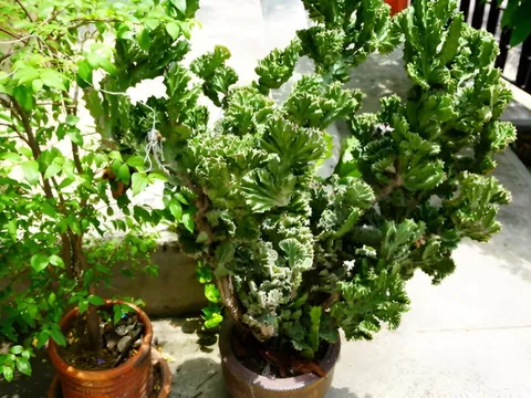 Trồng loài cây 'xấu xí' để giữ nhà, giải xui xẻo, mang đến thịnh vượng cho gia đình
