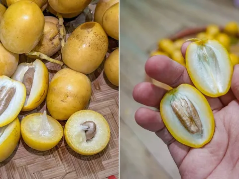 Vì sao khi ăn chà là tươi, cắn dọc thấy ngọt, cắn ngang thì chát?