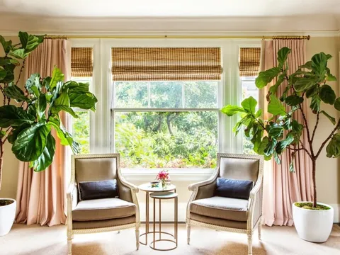 Cây cảnh hợp thế, đặt thuận phương - vận hanh thông, phúc lộc đầy nhà