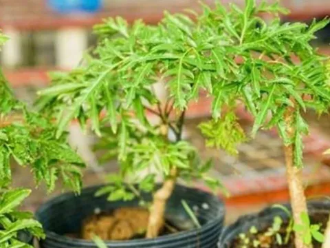 Cây đinh lăng – “thần giữ của” trong nhà, chuyên gia phong thủy chỉ vị trí trồng hút tài lộc