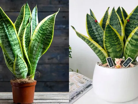Cây lưỡi hổ là 'bảo vật của Thần Tài', trồng ở vị trí này trong nhà để kích hoạt tài lộc