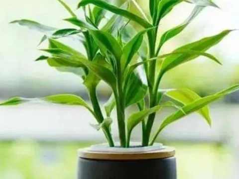 4 vị trí đặt cây phát lộc trong nhà giúp thu hút tài lộc và may mắn