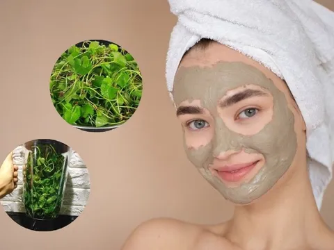 Loại rau dân dã, giá “hạt dẻ” nhưng là “mỹ phẩm tự nhiên”, nuôi dưỡng làn da mịn màng